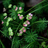 Cypress Spurge