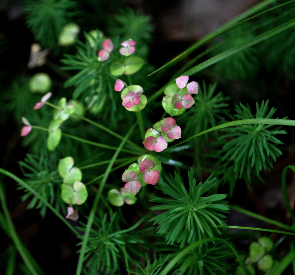 Cypress Spurge