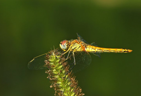 In equilibrio di sferro