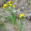 common Saint John's wort