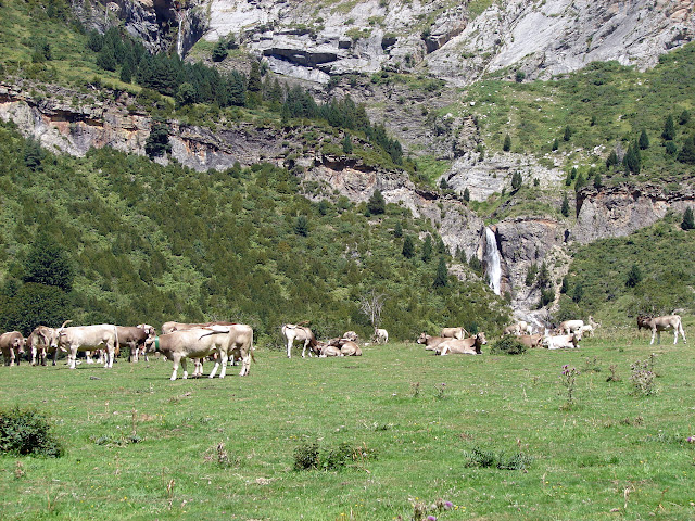 senderismo - Valle de Pineta - Cascada Cinca - Cascada de La Larri - Llanos de La Larri