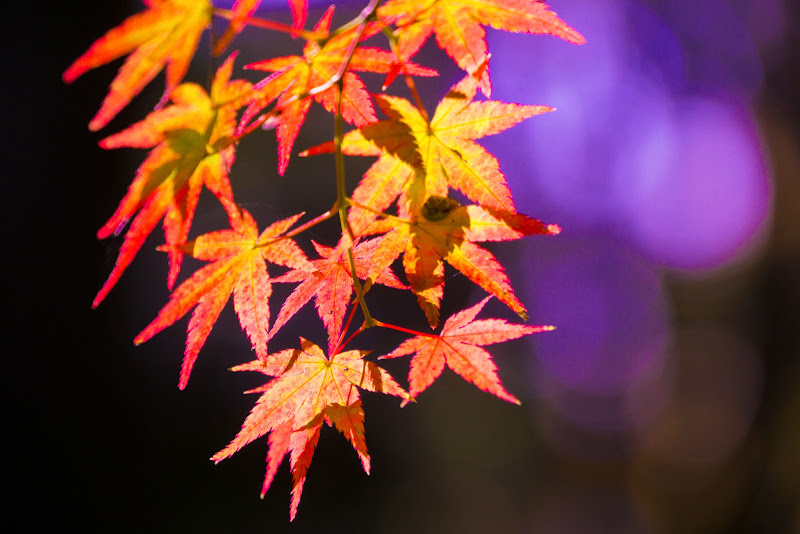 府中の森公園 紅葉 写真20