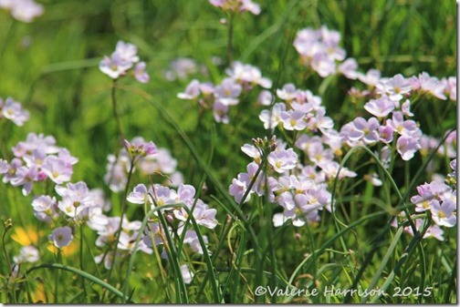 4 Cuckoo Flower