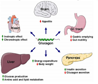 glucagon