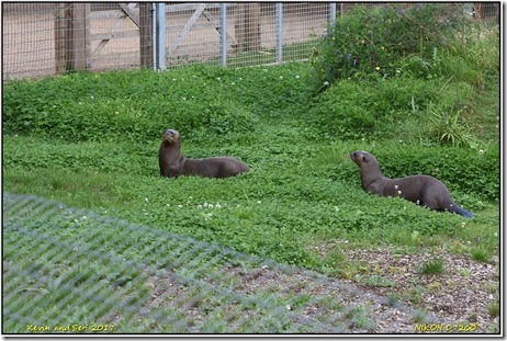 Yorkshire Wildlife Park - August