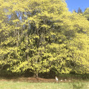 Big Leaf Maple