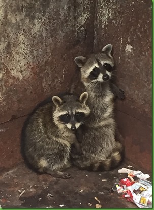 Racoons