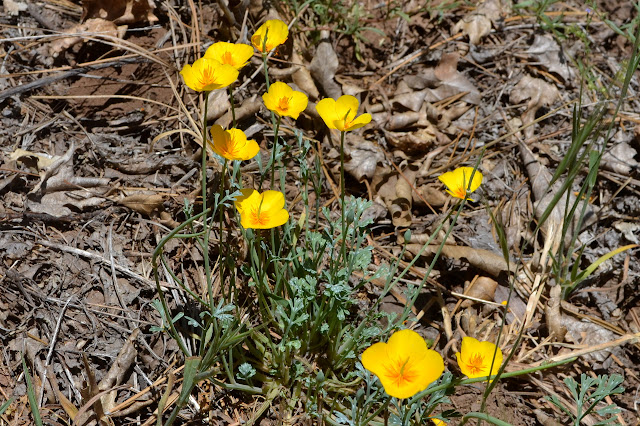 foothill poppies