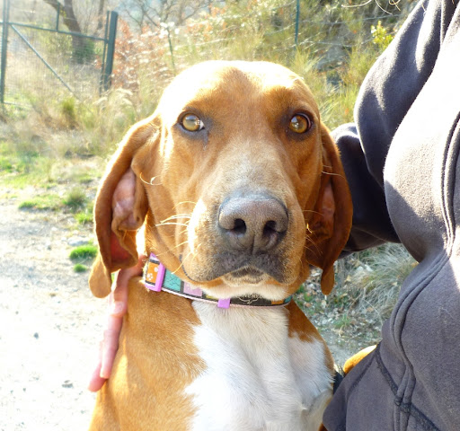 Hubert croisé bruno du jura 4 ans Refuge de DIGNE (04) HUBERT%252028%2520MARS%25202