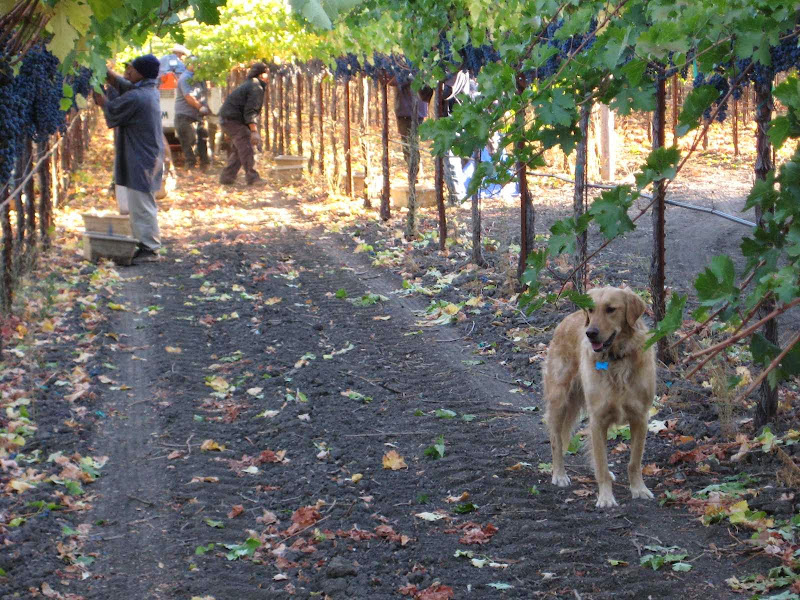 Main image of Canard Vineyard