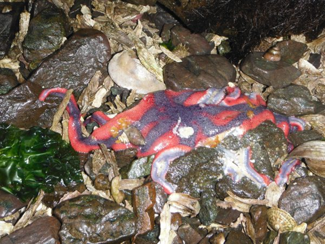 A sea star with wasting disease lies on Kachemak Bay’s shore in spring 2016. Wasting disease caused this star’s arm to disconnect from its body. Photo: Brenda Konar