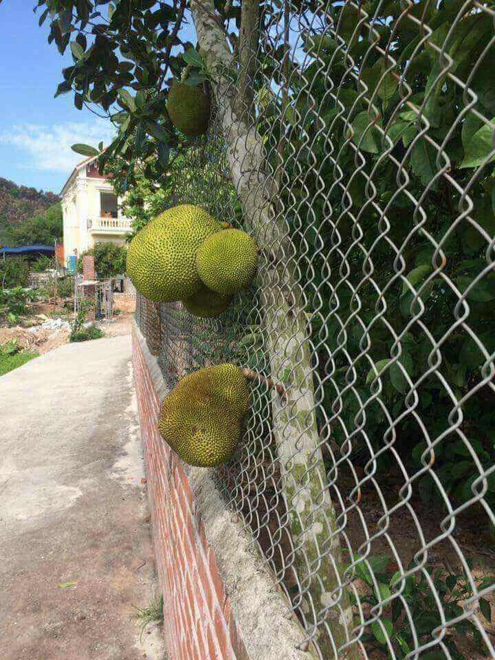 Buah cempedak di luar pagar