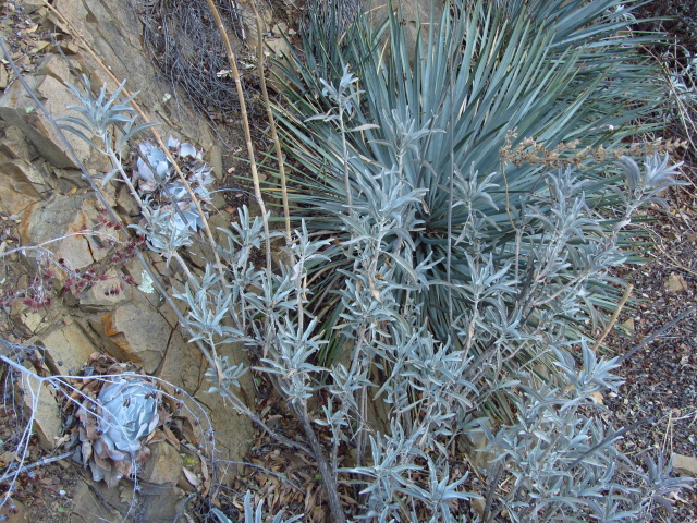 desert plants