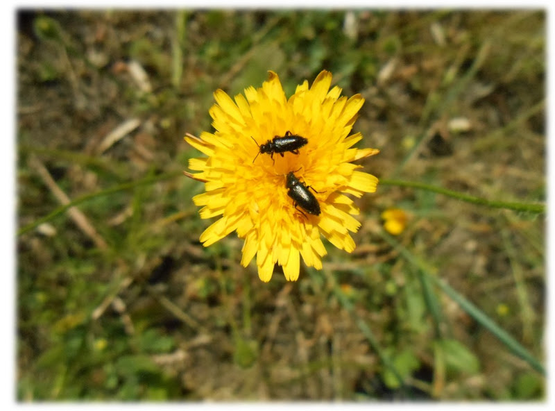 Una passeggiata in campagna... di danca1