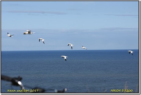 Bempton Cliffs - April