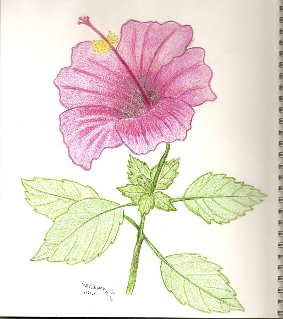 hibiscus flower drawing