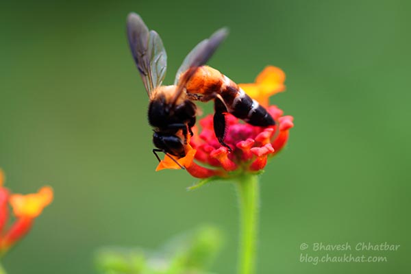 Macro photo of a small honeybee