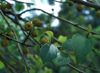 Did you know that Sandpaper tree's leaves with silica content are widely used as a source of sandpaper to smooth wood and calabashes, and to impart the last fine-grade polish to ivory apart from use in folk medicine?