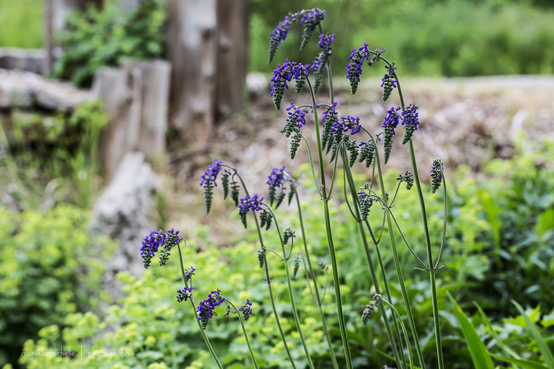 Salvia nutans Salvia-nutans-130618-125rm