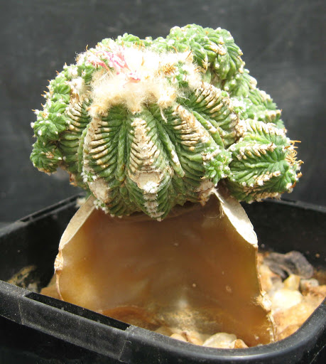 Hana's cacti rooting in 2005/2006 IMG_2023