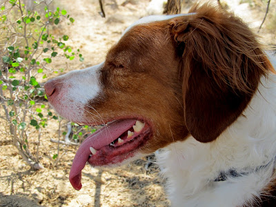 Poor Torrey, she was hot and tired so we rested here in the shade for a long while