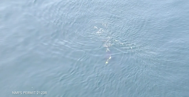 Aerial view of an orca mother named Tahlequah, also known as J35, on the the tenth straight day of carrying her dead calf, 3 August 2018. Photo: Michael Weiss / University of Exeter / Center for Whale Research