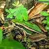 Common green frog