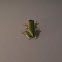 American green tree frog