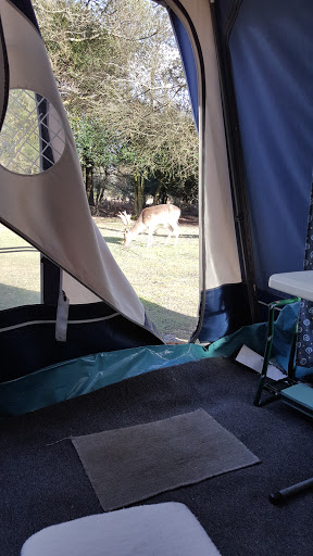 Ocknell Campsite New Forest