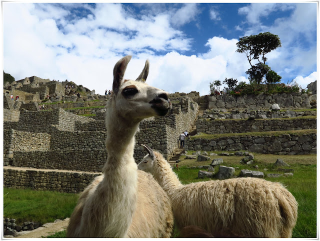 Machu Picchu - Mucho Perú: cultura, aventura, gastronomía y naturaleza... impresionante! (10)