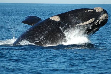 Resultado de imaxes para ballena vasca