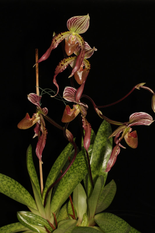 Paphiopedilum Maudiae 'The King' x philippinense f. album IMG_8798