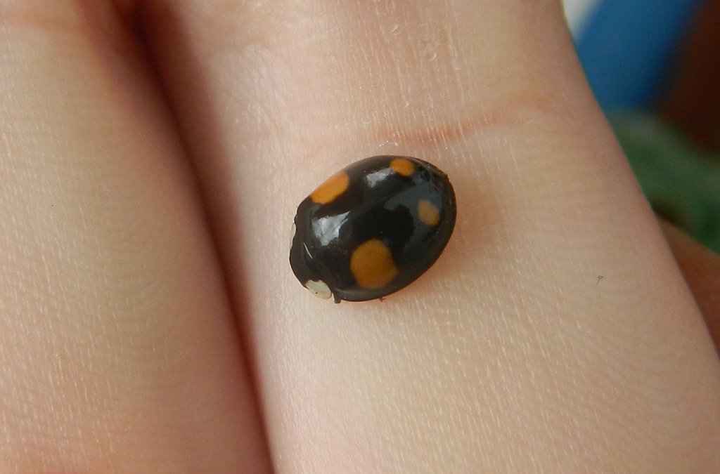 Harlequin ladybird (Ασιατική πασχαλίτσα)