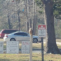 red-shouldered hawk