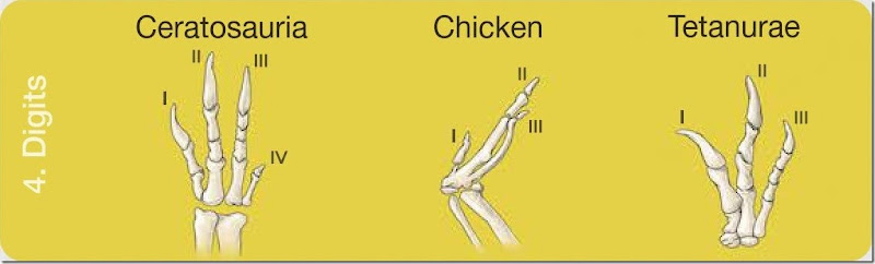 Comparative-anatomy-worksheet - copia - copia (4)