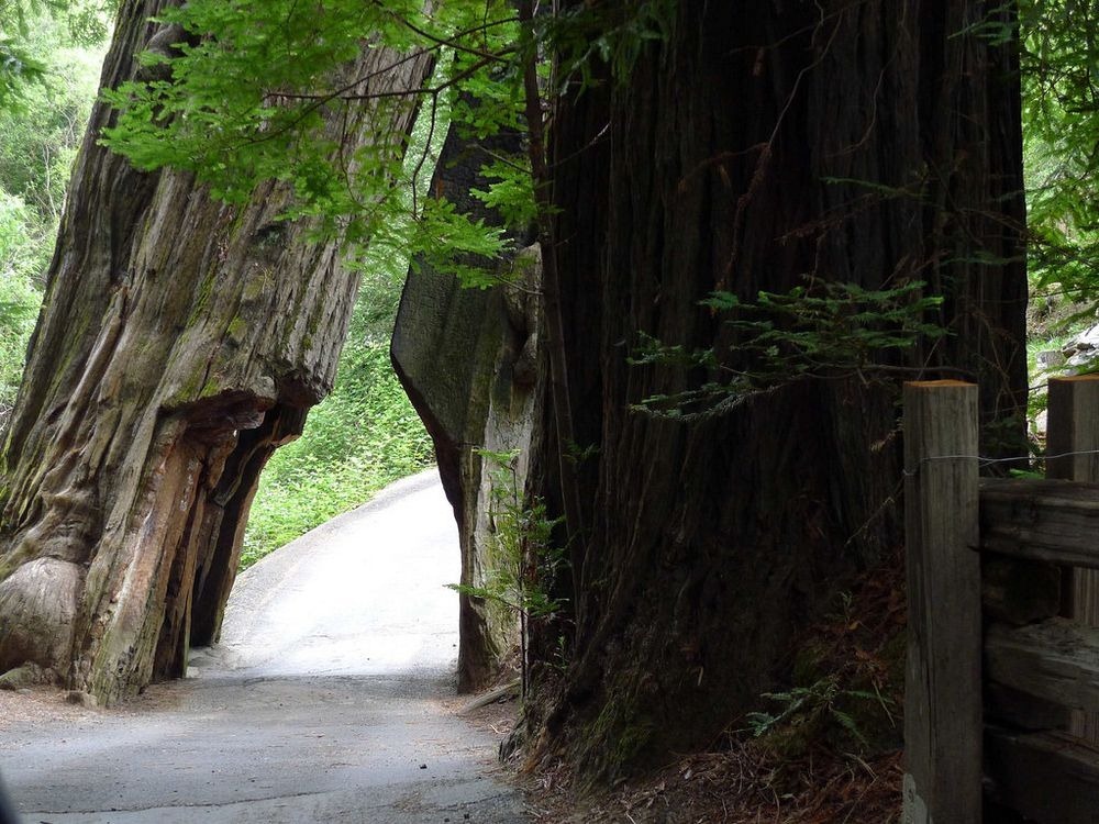 shrine-drive-thru-tree-2