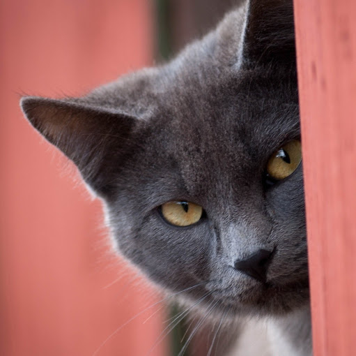 Cattery Barn logo