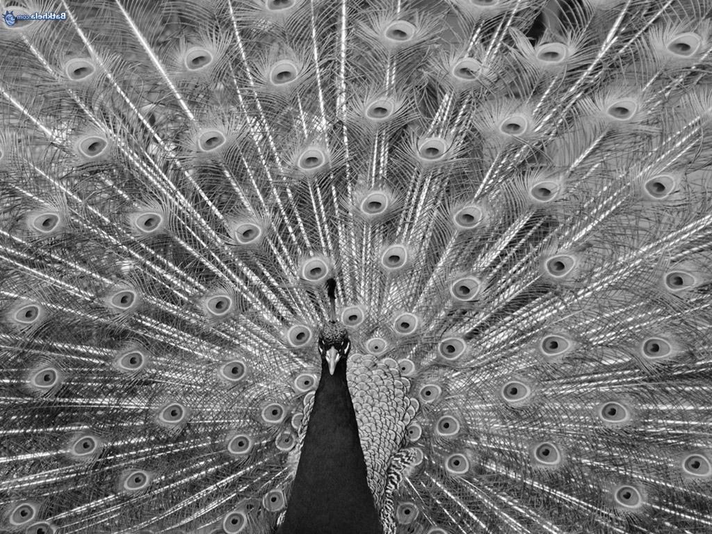 white peacock wedding dress