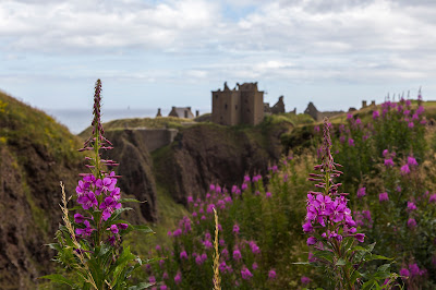 En busca del frailecillo perdido… - ESCOCIA: verde que te quiero verde! (7)