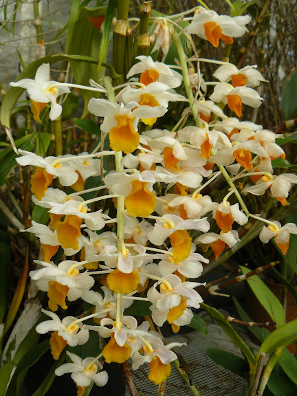 Dendrobium thyrsiflorum P1050689