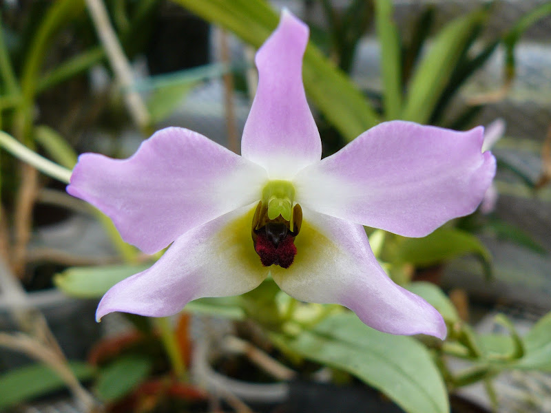 Dendrobium trantuanii P1040215