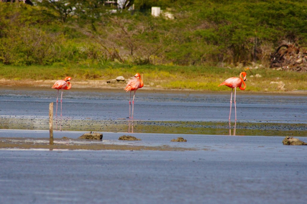 pink flamingoes in Bonaire