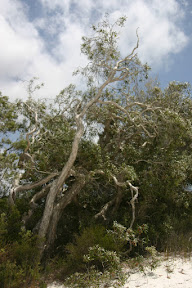 Gnarled tree