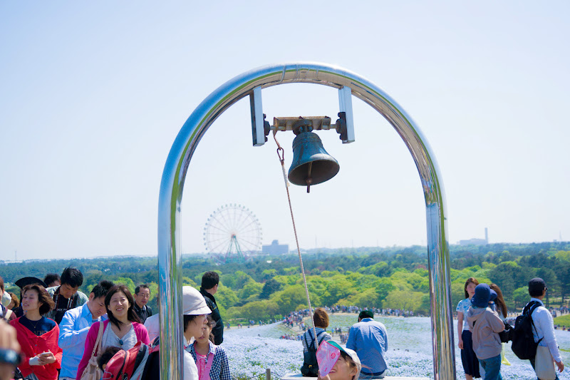 ひたち海浜公園 ネモフィラ 写真9