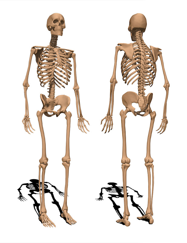 ecorche_skeleton.jpg