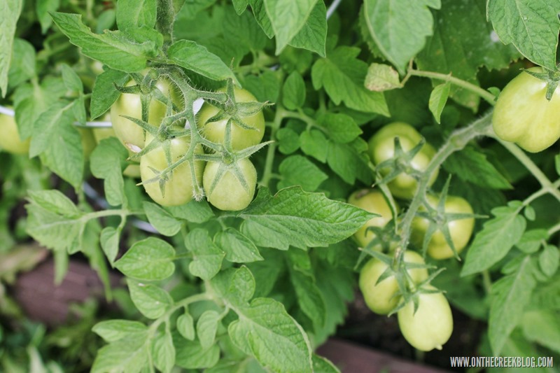 Garden Fresh Roma Tomatoes