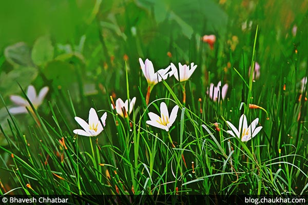 Grass Lily [AKA Eleven O'clock Lady, Nap at Noon, Star of Bethlehem] • Scientific name: Ornithogalum umbellatum