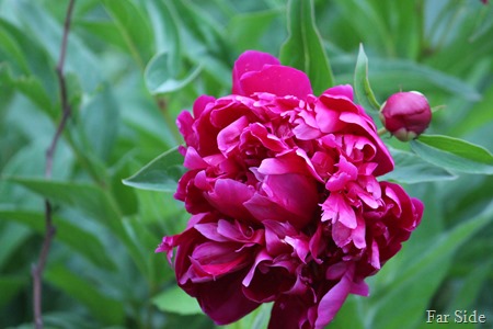 My peony