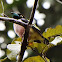 Black and Yellow Broadbill