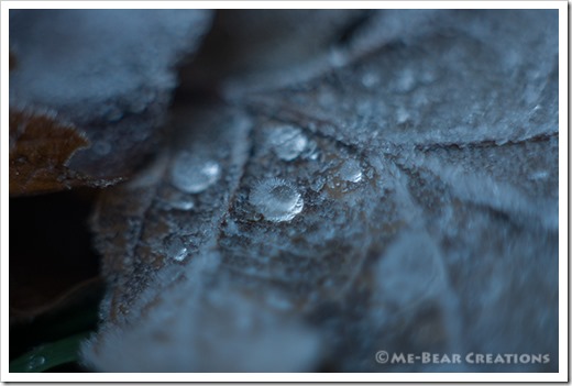 Frost_close-up_01